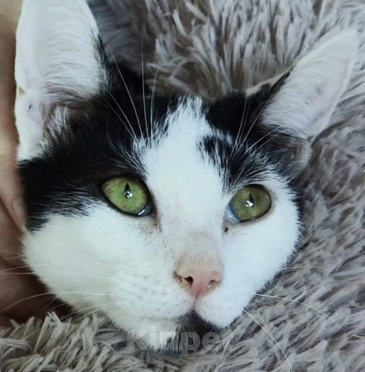Кошки в Химках: Кошечка Юна Девочка, Бесплатно - фото 1
