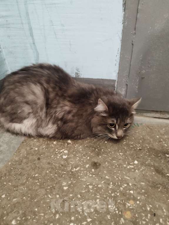 Кошки в Екатеринбурге: Найден красивый молодой котик Мальчик, Бесплатно - фото 3