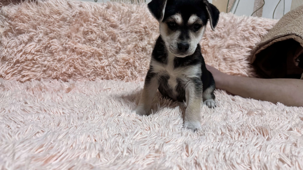 Собаки в Симферополе: Крошка ищет своего человека! Девочка, 100 руб. - фото 3