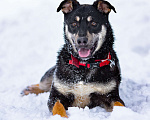 Собаки в Солнечногорске: Ласковый мальчишка в семью Мальчик, Бесплатно - фото 7