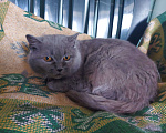 Кошки в Звенигороде: Найдена кошка в д. Синьково Девочка, 1 руб. - фото 2