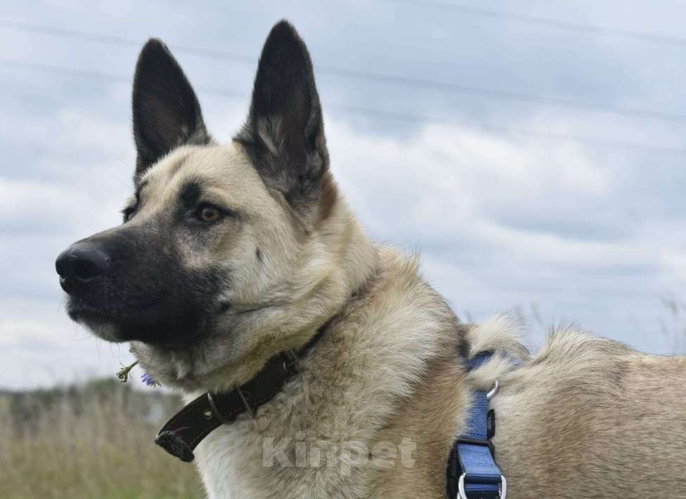 Собаки в Москве: Молодая овчарка Арчи в добрые руки Мальчик, 1 руб. - фото 4