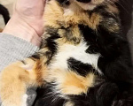 Кошки в Санкт-Петербурге: Трёхцветный котёнок в добрые руки Девочка, Бесплатно - фото 5