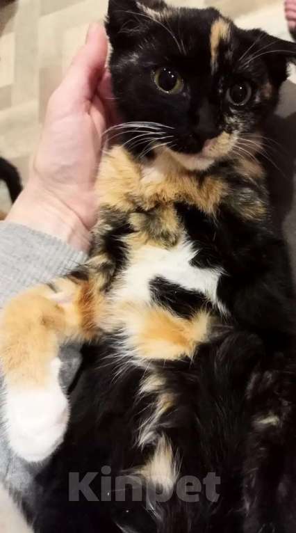 Кошки в Санкт-Петербурге: Трёхцветный котёнок в добрые руки Девочка, Бесплатно - фото 5