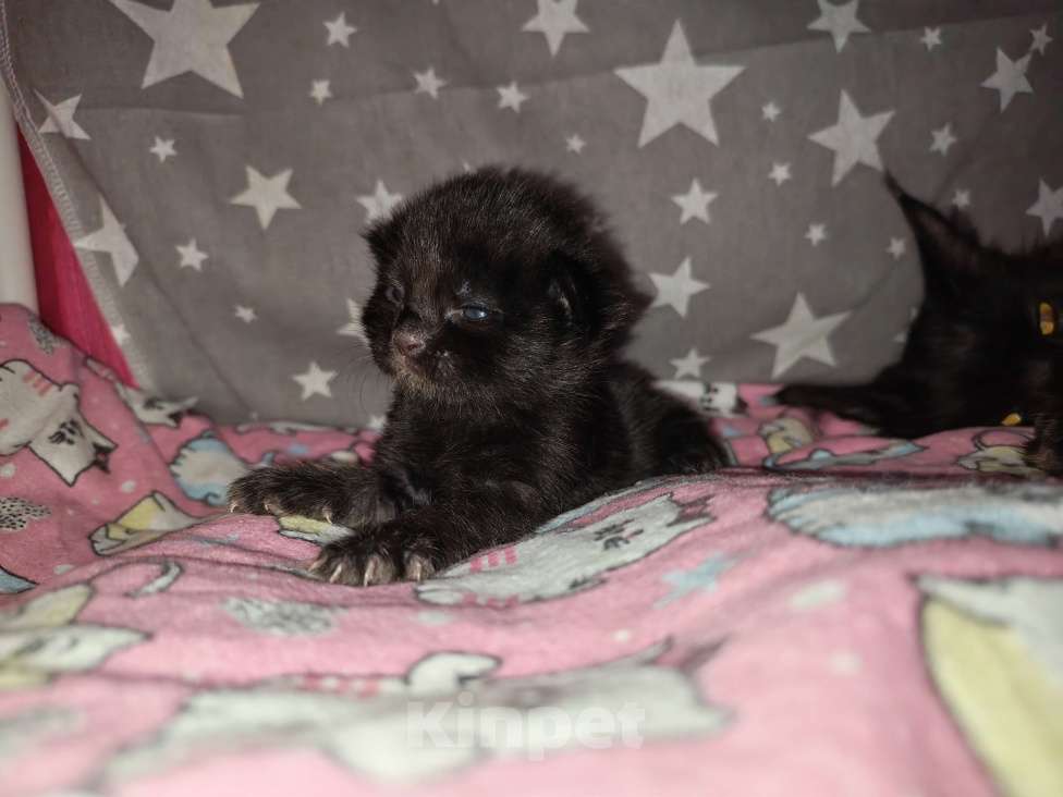 Кошки в Перми: Котенок мейн-кун Девочка, 45 000 руб. - фото 4