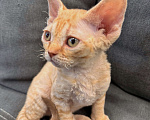 Кошки в Москве: Котенок девон-рекс рыжая девочка  Девочка, 120 000 руб. - фото 3