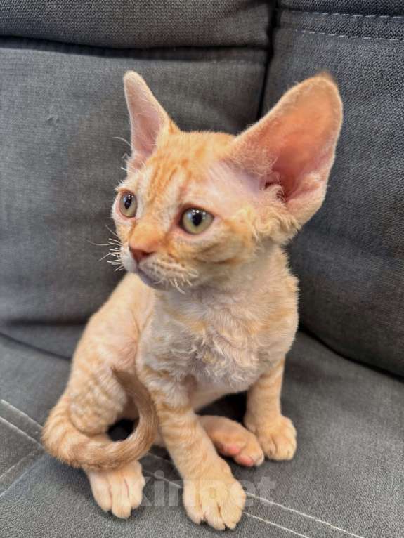 Кошки в Москве: Котенок девон-рекс рыжая девочка  Девочка, 120 000 руб. - фото 3