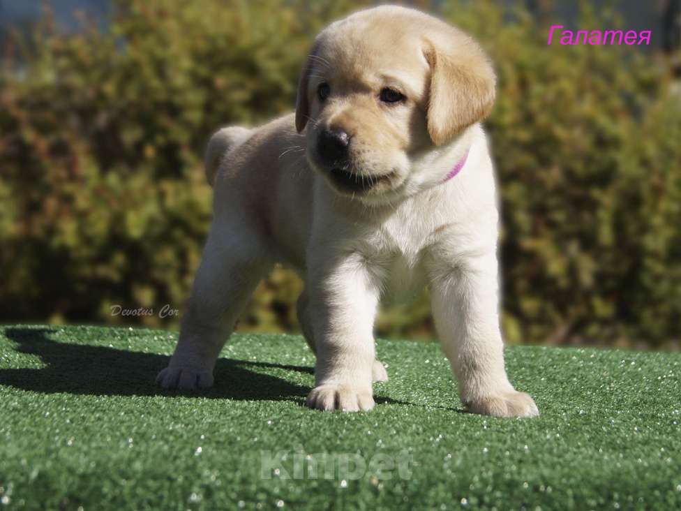 Собаки в Москве: Щенки лабрадора Мальчик, 55 000 руб. - фото 2