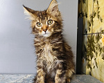Кошки в Москве: Котёнок Мейн-кун Девочка Девочка, 50 000 руб. - фото 8