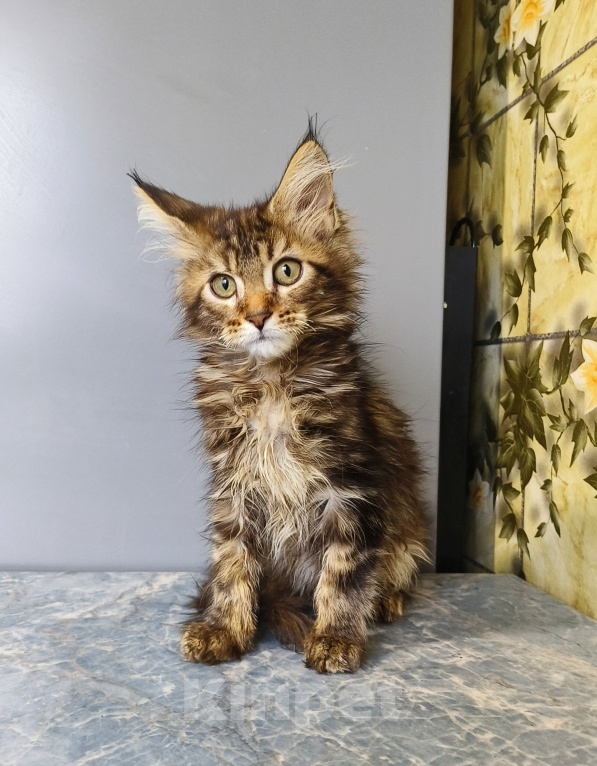 Кошки в Москве: Котёнок Мейн-кун Девочка Девочка, 50 000 руб. - фото 8
