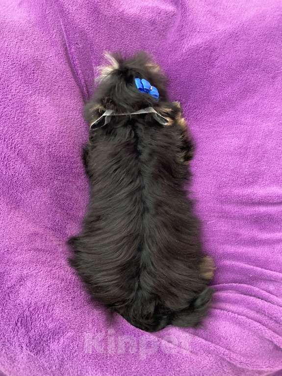 Собаки в Москве: Яркий йорк мальчик стандарт бэби фейс Мальчик, 39 000 руб. - фото 6