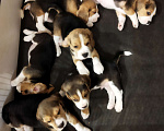 Собаки в Смоленске: щенки бигль Мальчик, 35 000 руб. - фото 2