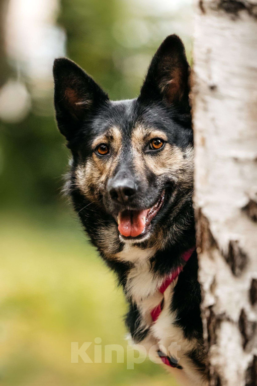 Собаки в Москве: Макена Девочка, Бесплатно - фото 4