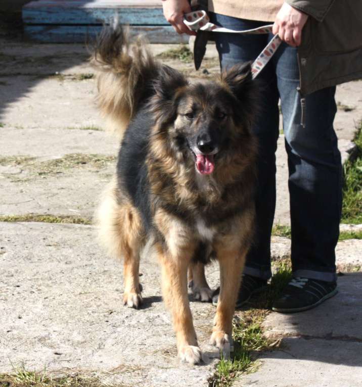 Собаки в Москве: Небольшая, ласковая, пушистенькая Люся очень ждет тебя- родной человек! Девочка, Бесплатно - фото 4