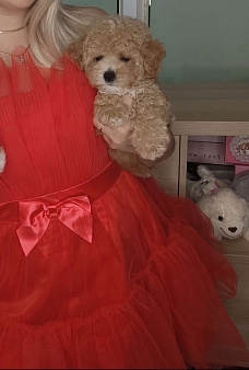 Мальтипу карамель мальчик 