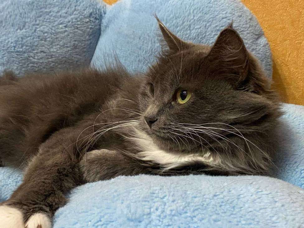 Кошки в Москве: Флаффи ищет дом  Девочка, Бесплатно - фото 3