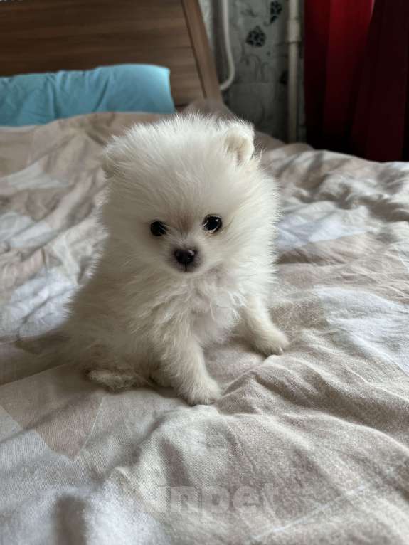 Собаки в Нижнем Новгороде: Крошка шпиц-мальчик Мальчик, 23 000 руб. - фото 4