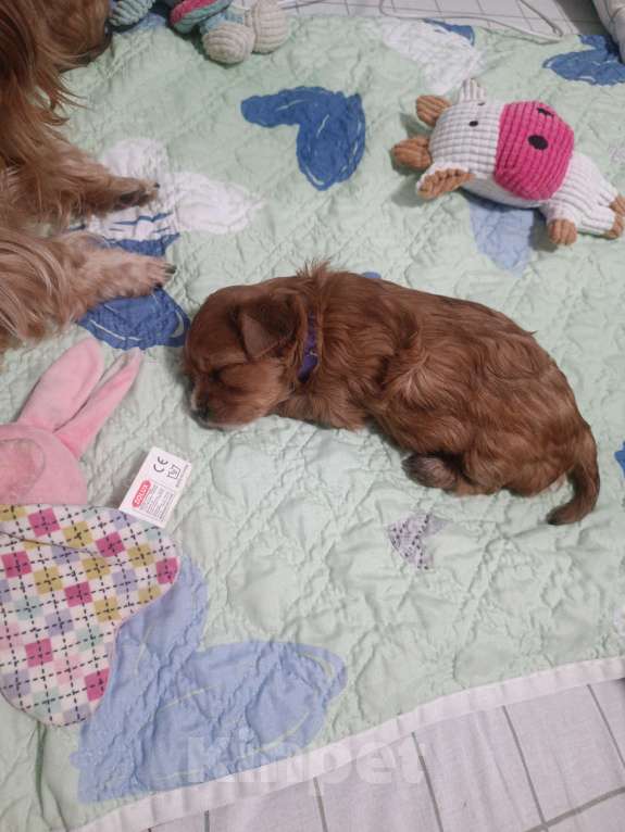 Собаки в Мытищах: Продажа Маленький руссаленок Мальчик, 70 000 руб. - фото 8