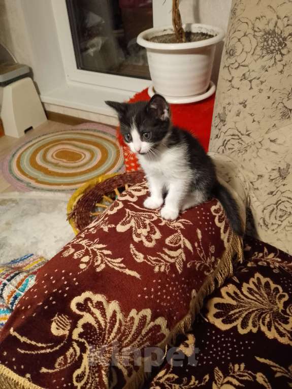 Кошки в Дзержинске: Отдам котенка в добрые руки за символическую платув Девочка, Бесплатно - фото 2