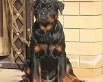Собаки в Москве: Крупный щенок Ротвейлера  Мальчик, 40 000 руб. - фото 2