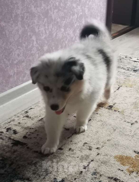 Собаки в Чебоксарах: Очаровательные мальчишки колли Мальчик, 35 000 руб. - фото 3