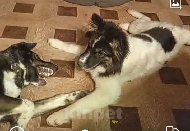 Собаки в Сергиеве Посаде: Юмина якутенок в добрые руки Девочка, Бесплатно - фото 1