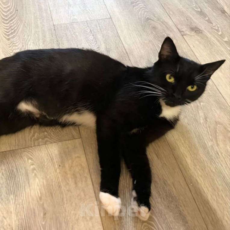 Кошки в Москве: Ласковую кошечку спасли с улицы! Теперь ей очень нужен дом Девочка, Бесплатно - фото 4