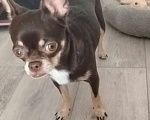 Собаки в других городах Свердловской области: Продам чихуашечку Девочка, 25 000 руб. - фото 1