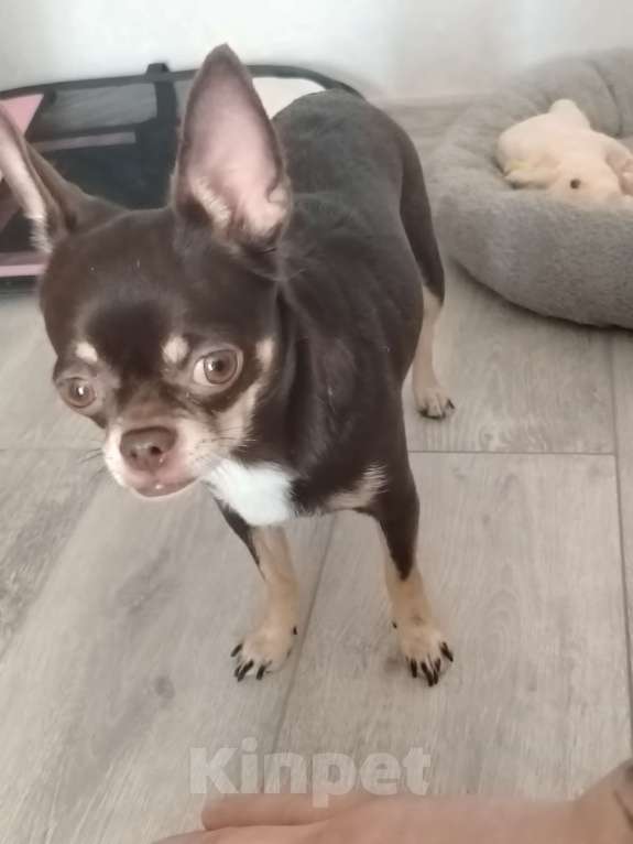 Собаки в других городах Свердловской области: Продам чихуашечку Девочка, 25 000 руб. - фото 1