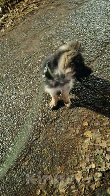 Собаки в Глазове: Щенок немецкой овчарки  Мальчик, 10 000 руб. - фото 2