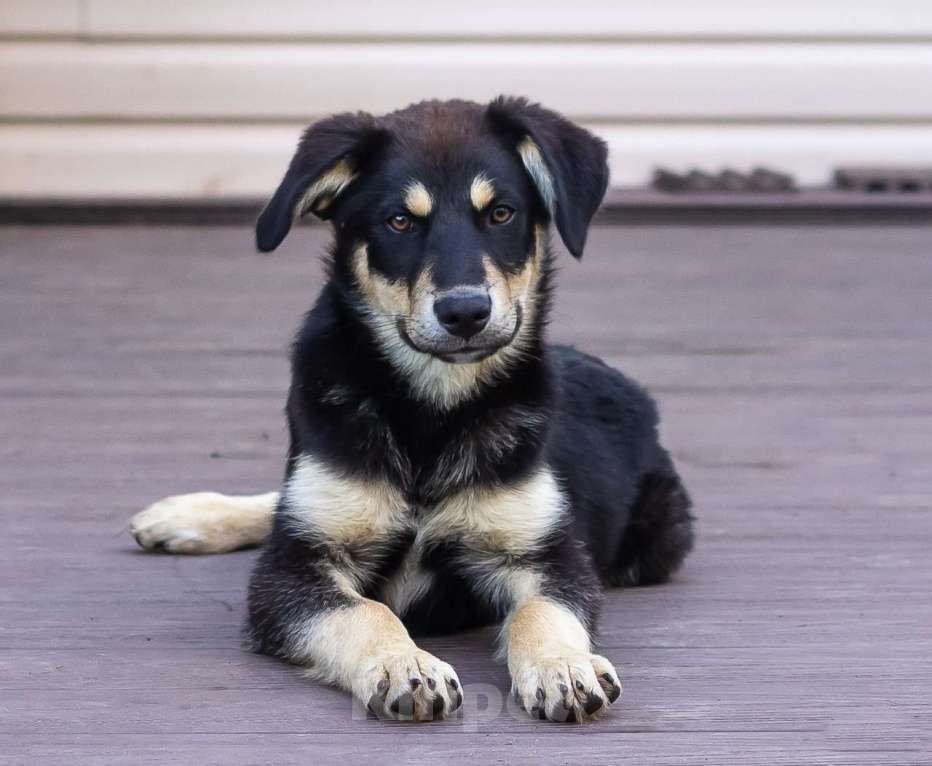 Собаки в других городах Московской области: Щенки  ищут дом Мальчик, Бесплатно - фото 2