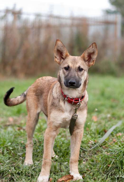Собаки в других городах Владимирской области: В добрые руки щенок девочка Лилу Девочка, Бесплатно - фото 3