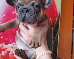 Собаки в Уссурийске: Готовы к продаже щенки французский бульдог Мальчик, 45 000 руб. - фото 3