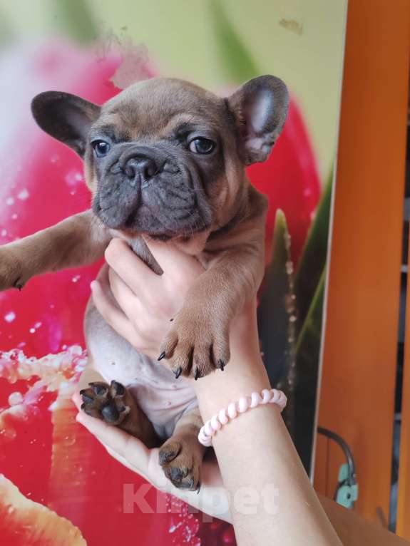 Собаки в Уссурийске: Готовы к продаже щенки французский бульдог Мальчик, 45 000 руб. - фото 3