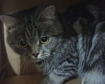 Кошки в Набережных Челнах: Потерялась кошка Девочка, 1 000 руб. - фото 4