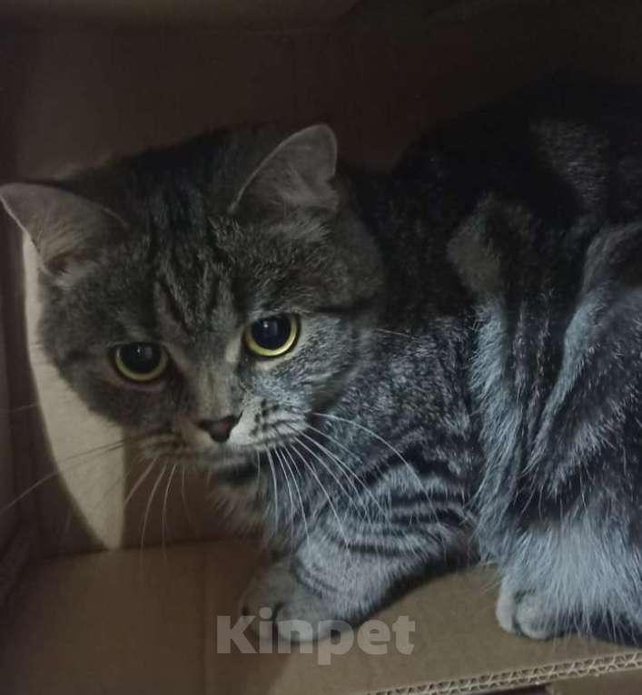 Кошки в Набережных Челнах: Потерялась кошка Девочка, 1 000 руб. - фото 4