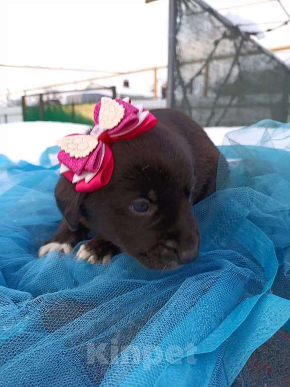 Собаки в других городах Воронежской области: Срочно ищу дом малышам! Девочка, Бесплатно - фото 4