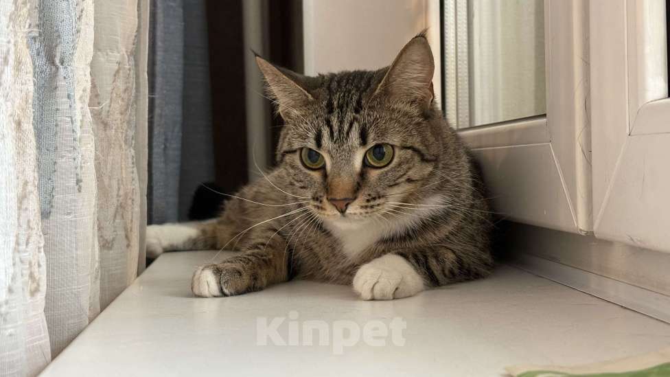 Кошки в Москве: Годовалая кошка в добрые руки Девочка, Бесплатно - фото 1