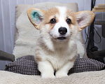 Собаки в Краснодаре: Вельш корги пемброк - шикарные щенки Мальчик, 55 000 руб. - фото 8