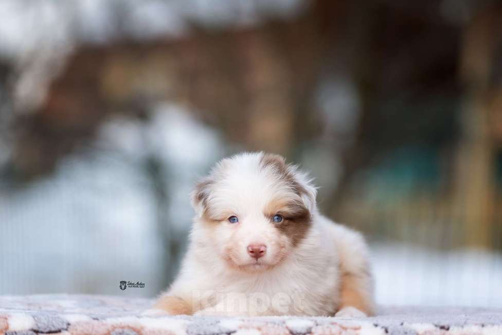 Собаки в Москве: Австралийская овчарка, щенок Мальчик, 120 000 руб. - фото 2