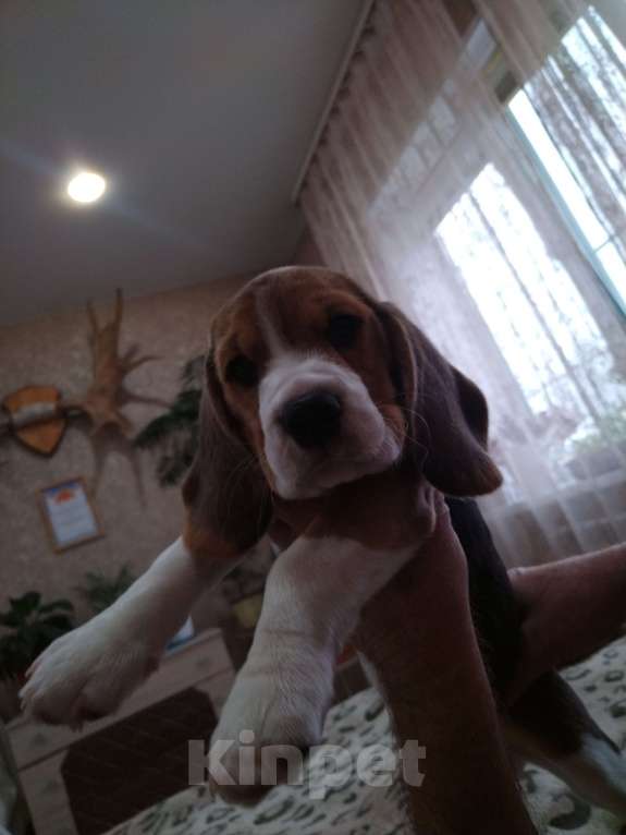 Собаки в других городах Нижегородской области: Мальчик-красавчик Мальчик, 25 000 руб. - фото 3