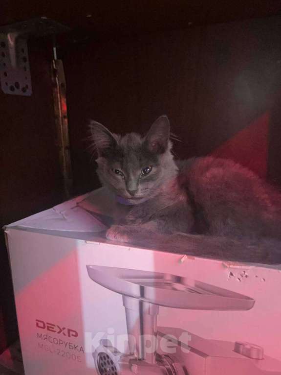 Кошки в Екатеринбурге: Потерялась  Девочка, 1 000 руб. - фото 3