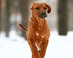 Собаки в Новосибирске: требуется папа и мама для 3  щенков  родезийского  риджбека Мальчик, Бесплатно - фото 2