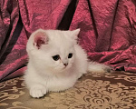 Кошки в Москве: Котята Британской серебристой Шиншиллы Мальчик, Бесплатно - фото 8