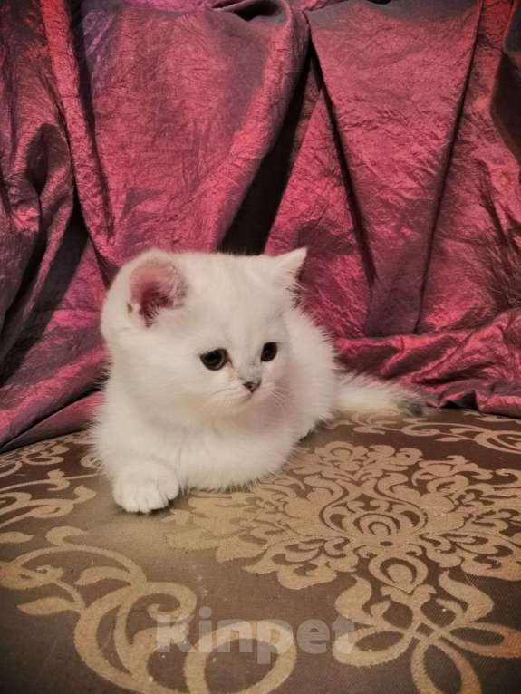 Кошки в Москве: Котята Британской серебристой Шиншиллы Мальчик, Бесплатно - фото 8