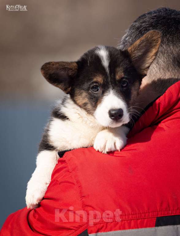 Собаки в Москве: Мальчик коржик Мальчик, Бесплатно - фото 8