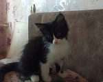 Кошки в Армавире: Котятки в добрые ручки 😻 Разнополые, Бесплатно - фото 6