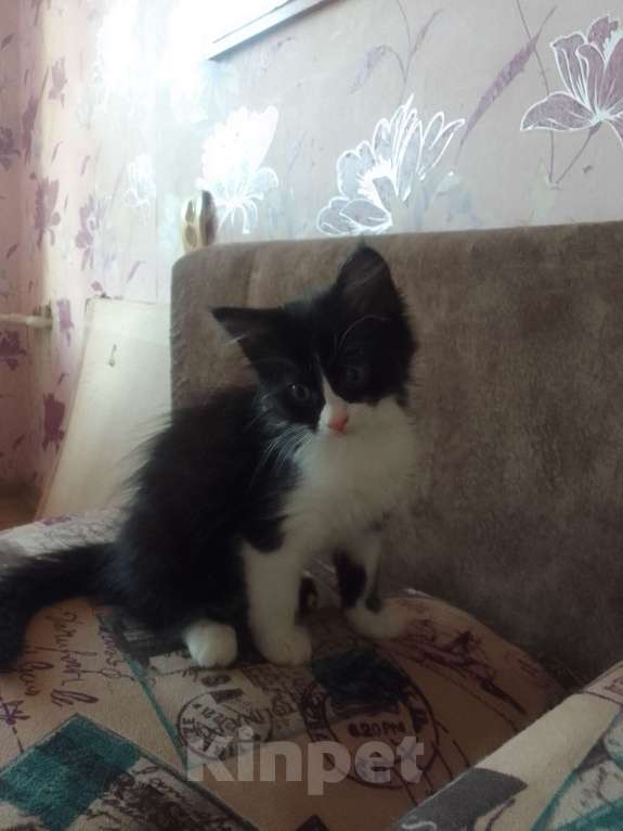 Кошки в Армавире: Котятки в добрые ручки 😻 Разнополые, Бесплатно - фото 6