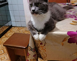 Кошки в Ветлуге: Котята Мейн-кун, 7 000 руб. - фото 2