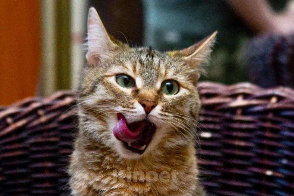 Кошки в Москве: Полосатая кошечка Карамелька в добрые руки Девочка, Бесплатно - фото 3